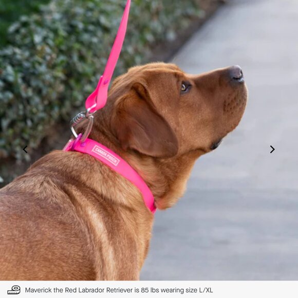 NWT, Canada Pooch Waterproof Dog Leash with Carabiner, Pink - Size L/XL - Picture 4 of 5